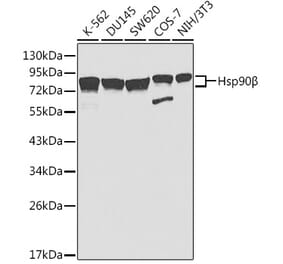 Western Blot - Anti-Hsp90 beta Antibody (A307597) - Antibodies.com