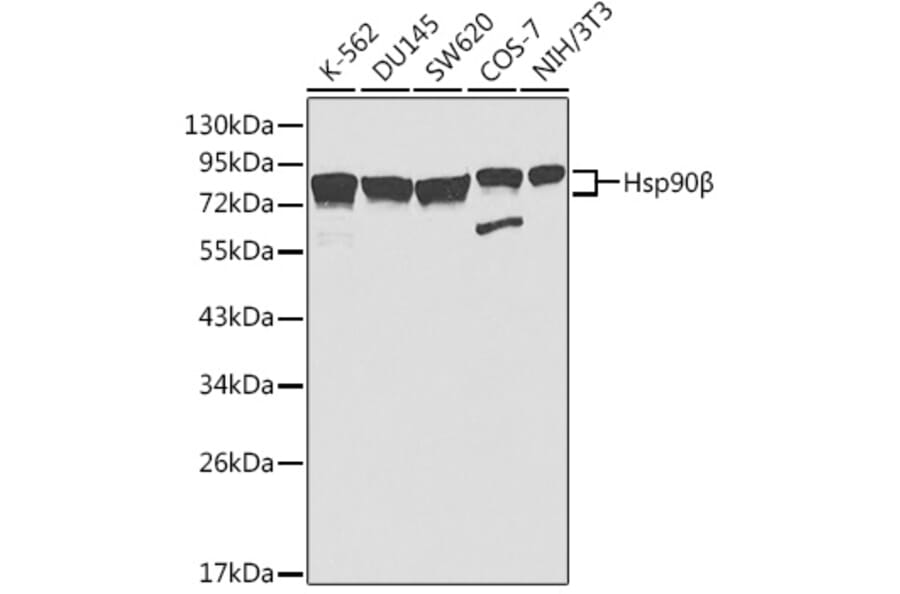 Western Blot - Anti-Hsp90 beta Antibody (A307597) - Antibodies.com
