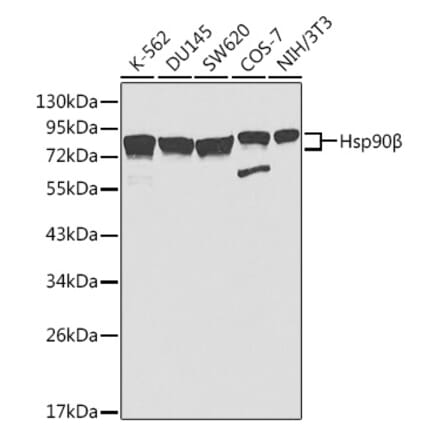 Western Blot - Anti-Hsp90 beta Antibody (A307597) - Antibodies.com
