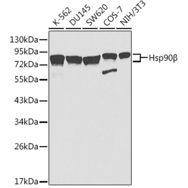 Western Blot - Anti-Hsp90 beta Antibody (A307597) - Antibodies.com