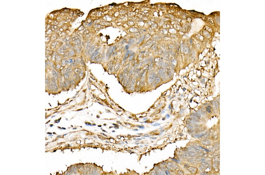 Immunohistochemistry - Anti-Hsp90 beta Antibody (A307597) - Antibodies.com