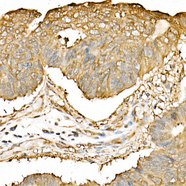 Immunohistochemistry - Anti-Hsp90 beta Antibody (A307597) - Antibodies.com