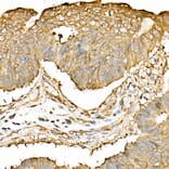 Immunohistochemistry - Anti-Hsp90 beta Antibody (A307597) - Antibodies.com