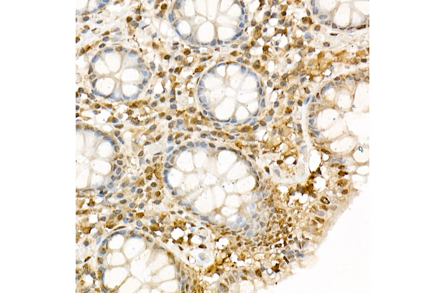 Immunohistochemistry - Anti-Hsp90 beta Antibody (A307597) - Antibodies.com