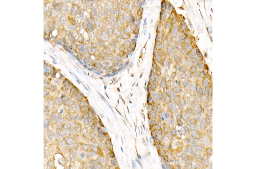 Immunohistochemistry - Anti-Hsp90 beta Antibody (A307597) - Antibodies.com
