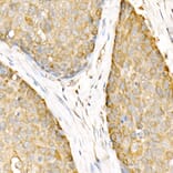 Immunohistochemistry - Anti-Hsp90 beta Antibody (A307597) - Antibodies.com