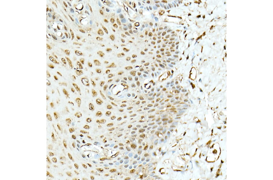 Immunohistochemistry - Anti-Hsp90 beta Antibody (A307597) - Antibodies.com