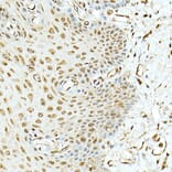 Immunohistochemistry - Anti-Hsp90 beta Antibody (A307597) - Antibodies.com