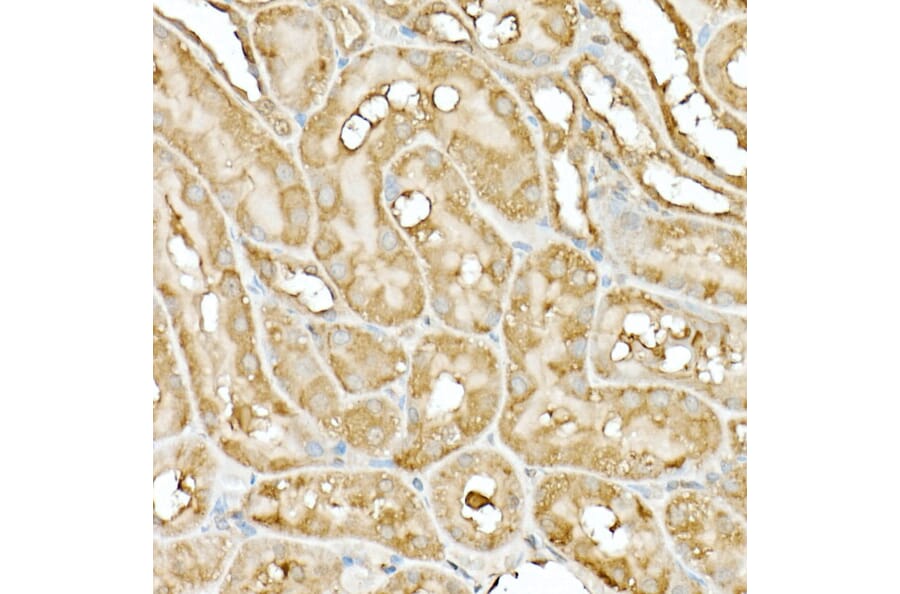 Immunohistochemistry - Anti-Hsp90 beta Antibody (A307597) - Antibodies.com
