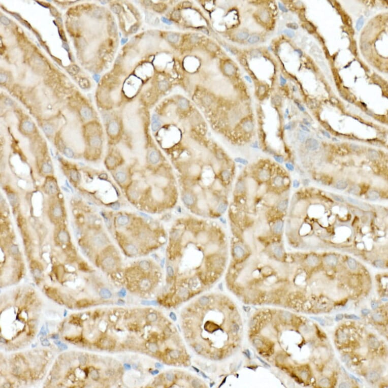 Immunohistochemistry - Anti-Hsp90 beta Antibody (A307597) - Antibodies.com