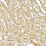 Immunohistochemistry - Anti-Hsp90 beta Antibody (A307597) - Antibodies.com