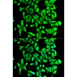 Immunofluorescence - Anti-Hsp90 beta Antibody (A307597) - Antibodies.com