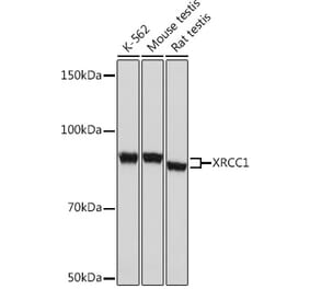 Western Blot - Anti-XRCC1 Antibody [ARC0915] (A307599) - Antibodies.com