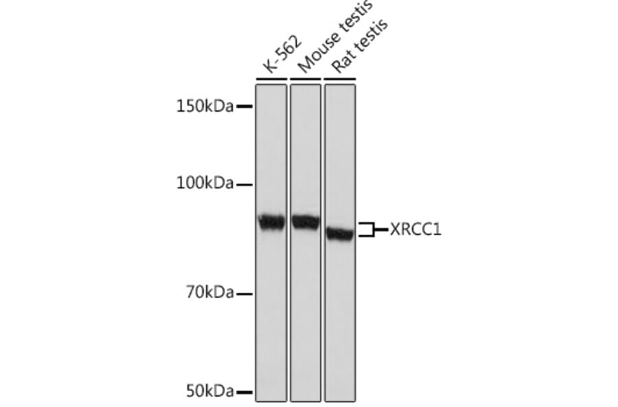 Western Blot - Anti-XRCC1 Antibody [ARC0915] (A307599) - Antibodies.com