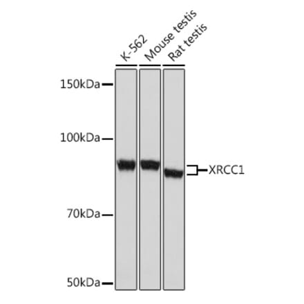 Western Blot - Anti-XRCC1 Antibody [ARC0915] (A307599) - Antibodies.com