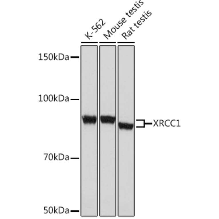 Western Blot - Anti-XRCC1 Antibody [ARC0915] (A307599) - Antibodies.com