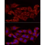 Immunofluorescence - Anti-NDUFS5 Antibody (A307601) - Antibodies.com