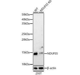 Western Blot - Anti-NDUFS5 Antibody (A307602) - Antibodies.com