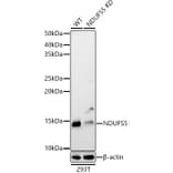 Western Blot - Anti-NDUFS5 Antibody (A307602) - Antibodies.com
