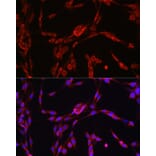 Immunofluorescence - Anti-SEC61B Antibody (A307609) - Antibodies.com