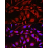 Immunofluorescence - Anti-SEC61B Antibody (A307609) - Antibodies.com