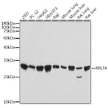 Western Blot - Anti-RPL7A Antibody [ARC2407] (A307611) - Antibodies.com
