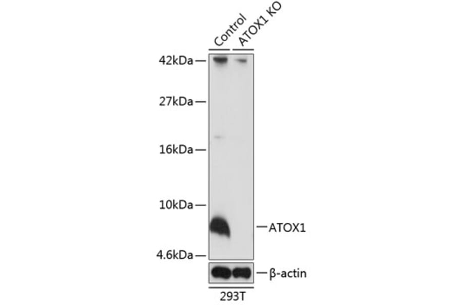 Western Blot - Anti-ATOX1 Antibody (A307612) - Antibodies.com