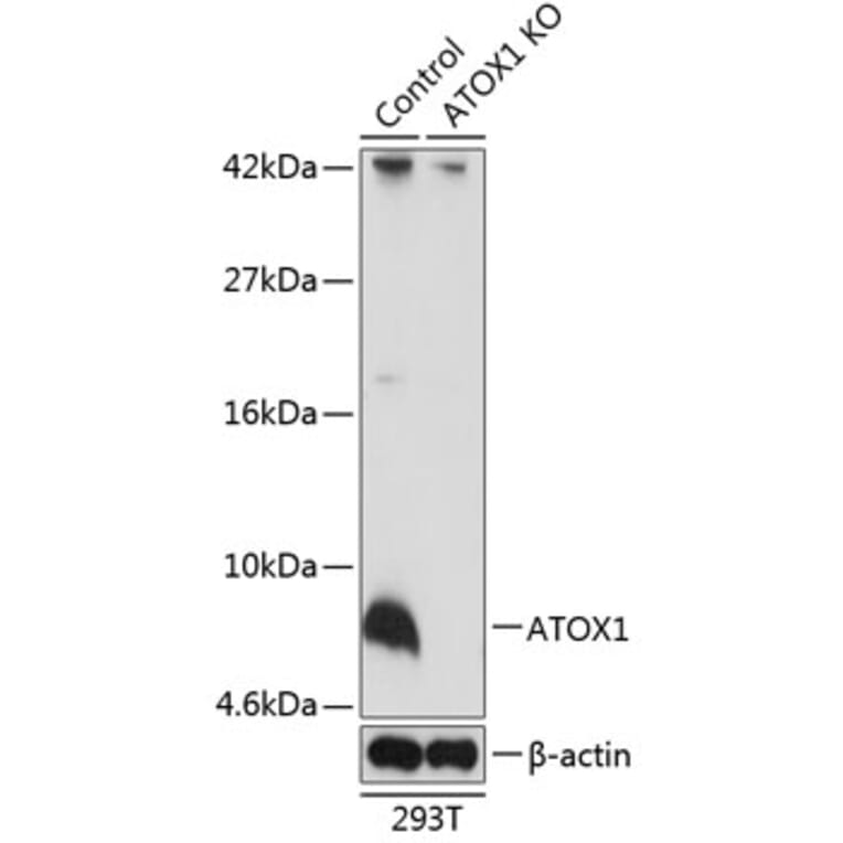 Western Blot - Anti-ATOX1 Antibody (A307612) - Antibodies.com