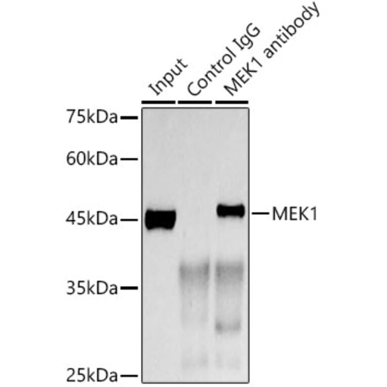 Western Blot - Anti-MEK1 Antibody [ARC0044] (A307613) - Antibodies.com