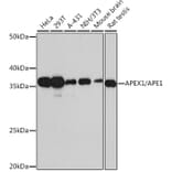 Western Blot - Anti-APE1 Antibody [ARC0556] (A307615) - Antibodies.com