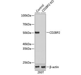 Western Blot - Anti-CD2BP2 Antibody (A307616) - Antibodies.com