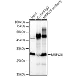 Western Blot - Anti-MRPL28 Antibody [ARC2507] (A307620) - Antibodies.com