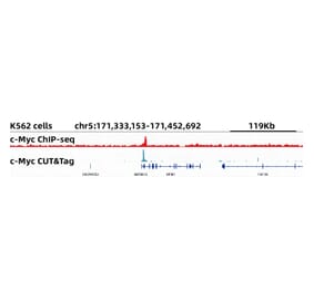 Cut&Tag - Anti-c-Myc Antibody [ARC0412] (A307622) - Antibodies.com