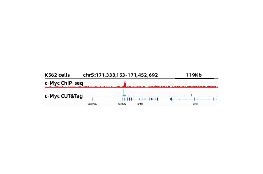 Cut&Tag - Anti-c-Myc Antibody [ARC0412] (A307622) - Antibodies.com