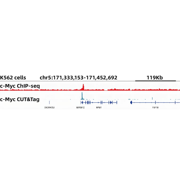 Cut&Tag - Anti-c-Myc Antibody [ARC0412] (A307622) - Antibodies.com