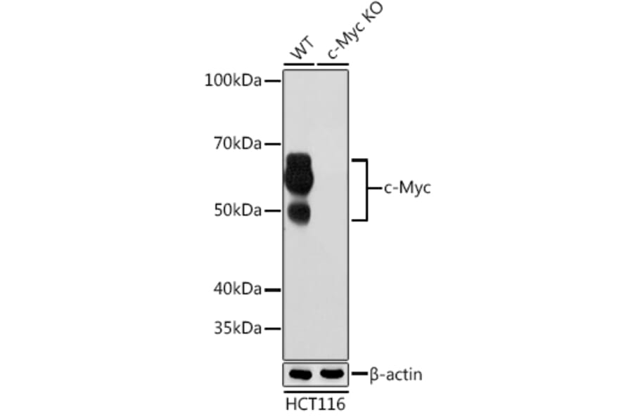 Western Blot - Anti-c-Myc Antibody [ARC0412] (A307622) - Antibodies.com
