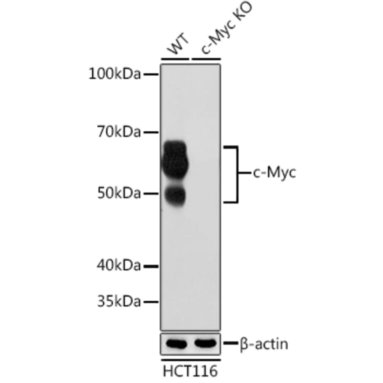 Western Blot - Anti-c-Myc Antibody [ARC0412] (A307622) - Antibodies.com