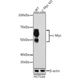 Western Blot - Anti-c-Myc Antibody [ARC0412] (A307622) - Antibodies.com
