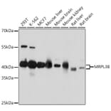 Western Blot - Anti-MRPL38 Antibody (A307627) - Antibodies.com