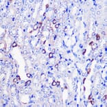 Immunohistochemistry - Anti-MRPL38 Antibody (A307627) - Antibodies.com