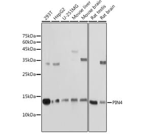 Western Blot - Anti-PIN4 Antibody (A307628) - Antibodies.com