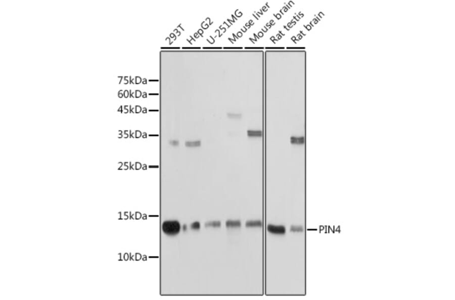 Western Blot - Anti-PIN4 Antibody (A307628) - Antibodies.com