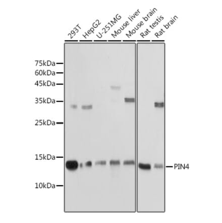 Western Blot - Anti-PIN4 Antibody (A307628) - Antibodies.com