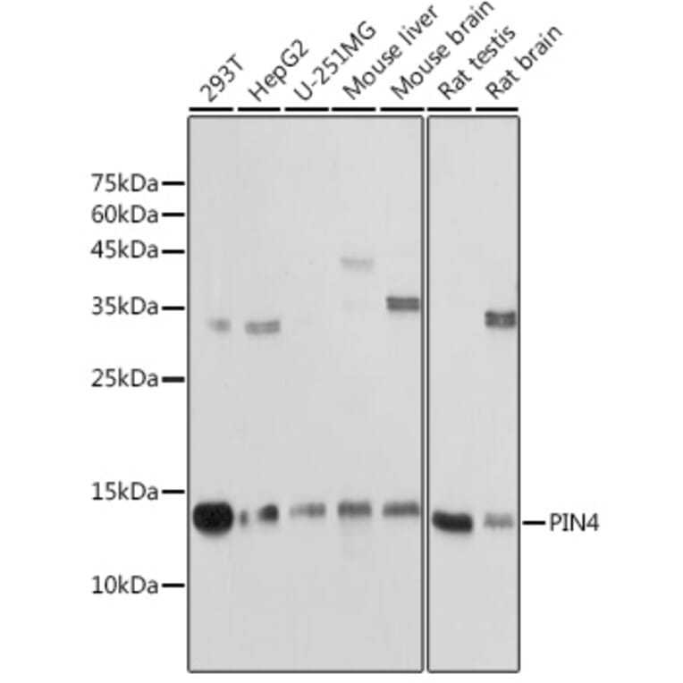 Western Blot - Anti-PIN4 Antibody (A307628) - Antibodies.com