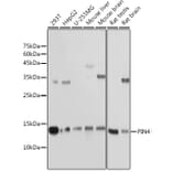 Western Blot - Anti-PIN4 Antibody (A307628) - Antibodies.com