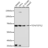 Western Blot - Anti-TCF-4/TCF7L2 Antibody [ARC0027] (A307630) - Antibodies.com