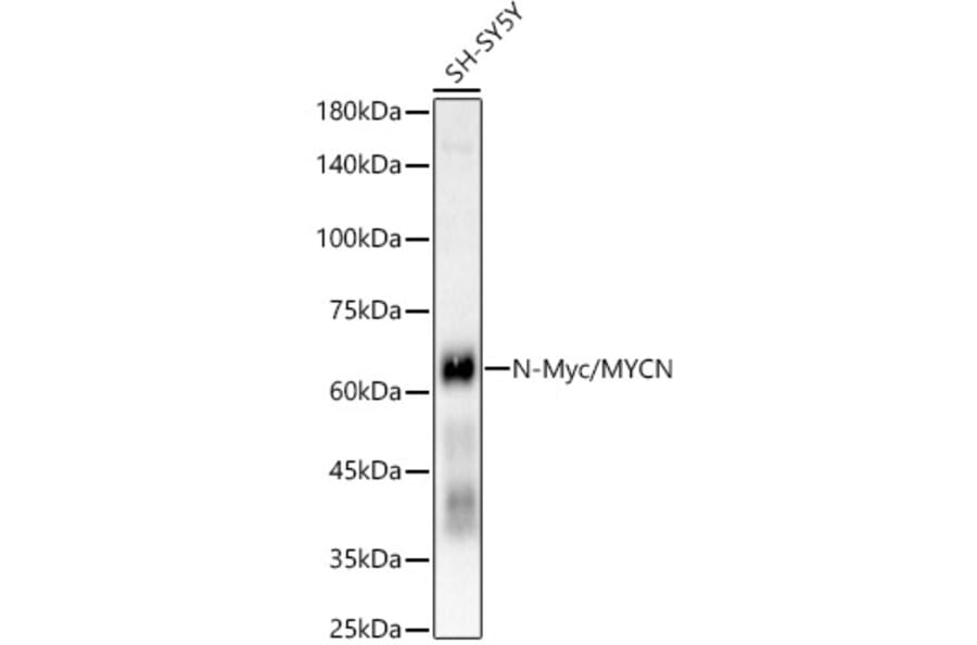 Western Blot - Anti-n-Myc/MYCN Antibody [ARC55211] (A307633) - Antibodies.com