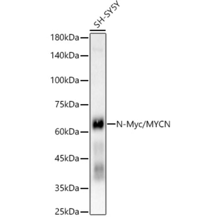 Western Blot - Anti-n-Myc/MYCN Antibody [ARC55211] (A307633) - Antibodies.com