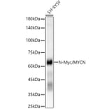 Western Blot - Anti-n-Myc/MYCN Antibody [ARC55211] (A307633) - Antibodies.com