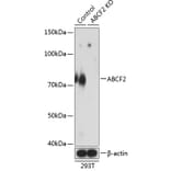 Western Blot - Anti-ABCF2 Antibody (A307636) - Antibodies.com